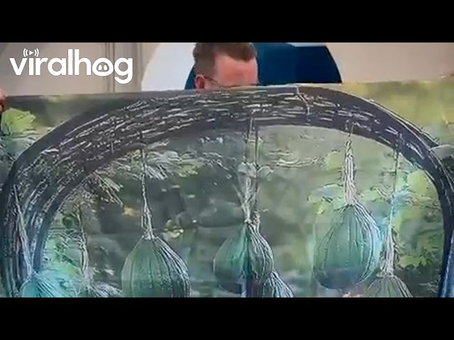 Husband Disappointed At Comically Flat Archway || ViralHog