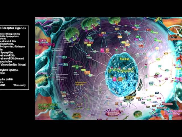 Innate Immune Signaling 360
