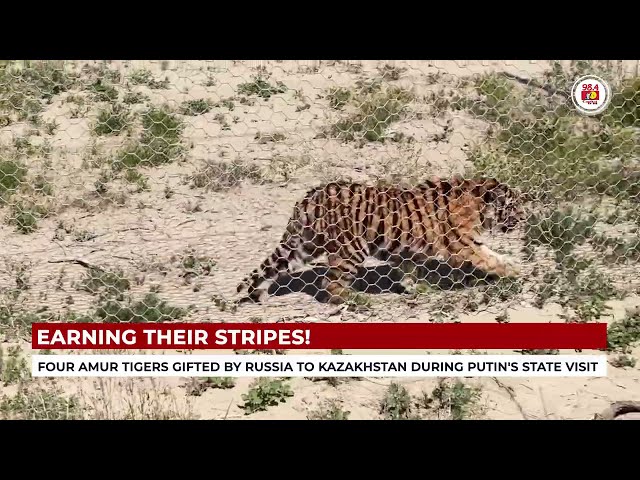 Earning their stripes! - Four Amur TIGERS gifted by Russia to Kazakhstan during Putin's state visit