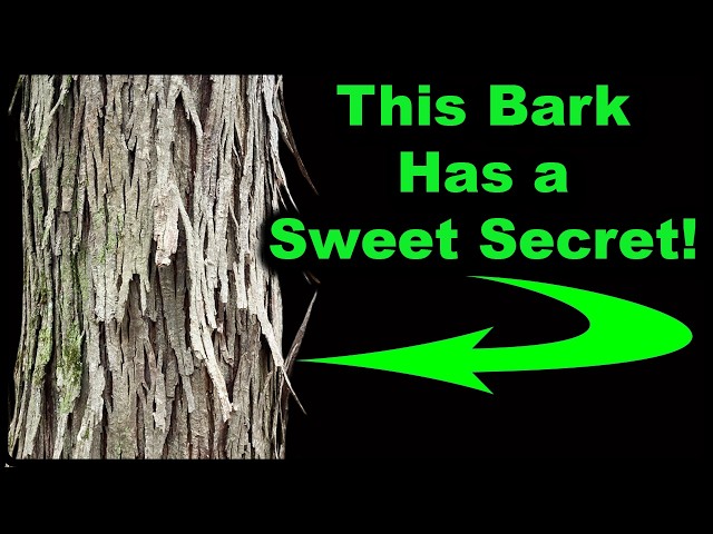 Shagbark Hickory: Everything You Need to Know About this Iconic Tree!
