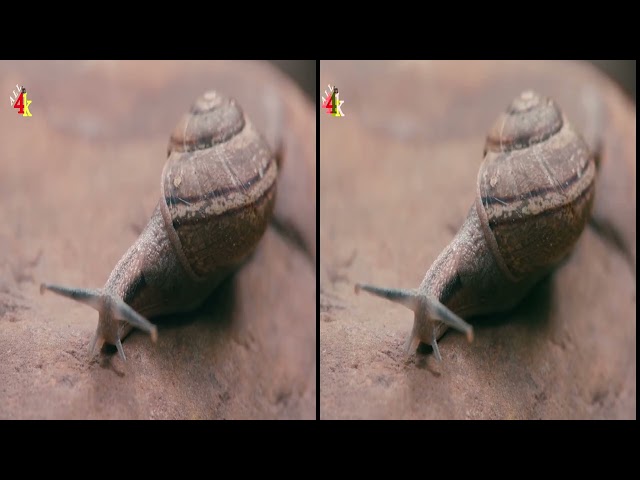 3D SBS VIRTUAL REALITY videos  | Insects Macro shotS | Relaxing videos