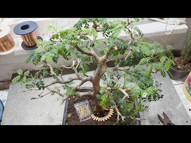 From Seed To Tree The Brazilian Rain Tree