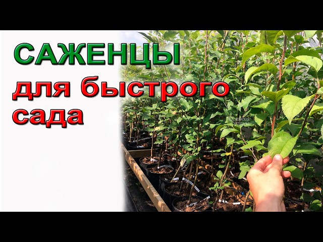 Seedlings for a Quick-Start Garden