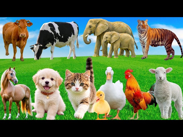 🌿 Charming Natural Animal Sounds: Cat, Cow, Piglet, Dog, Duck, Chicken Horse – Peaceful Country Life
