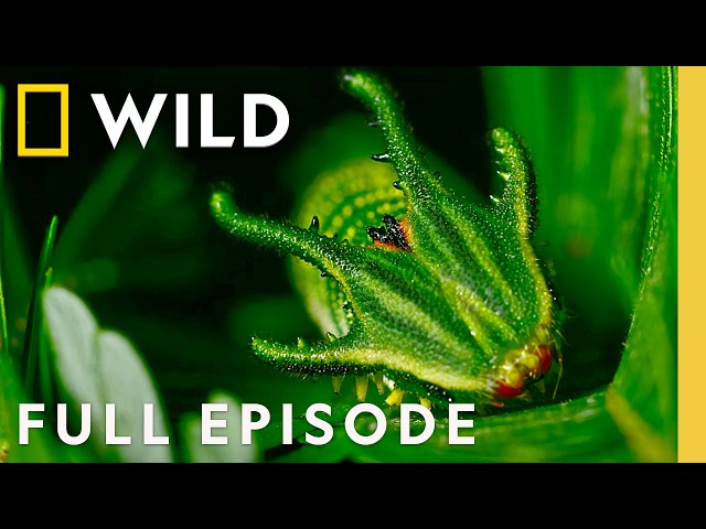 Inside China's Secret Jungle (Full Episode) | Hidden Kingdoms of China | Nat Geo Animals