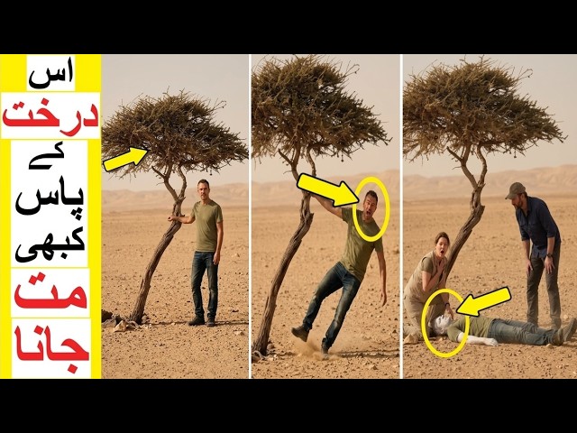 NEVER Touch this Tree - Deadliest Trees in the World