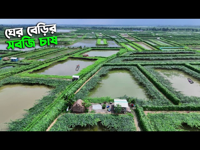 খুলনার ডুমুরিয়ায় ঘেরের বেড়িতে সবজি চাষ | Panorama Documentary