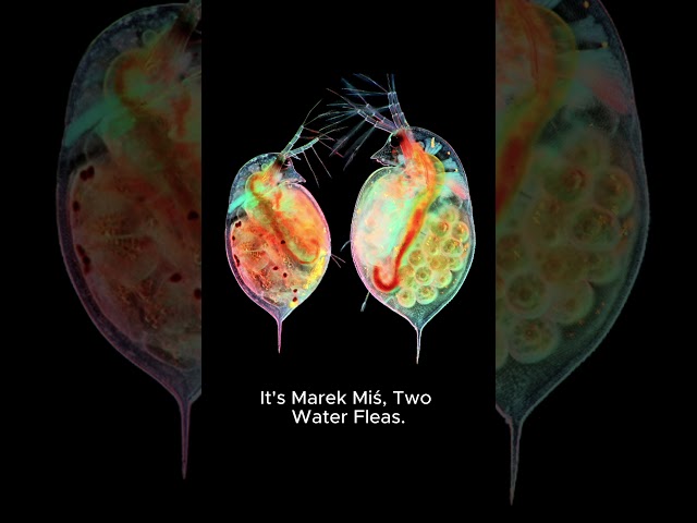 Nikon Small WorldRecognizing Excellence in Photography Through the MicroscopeOn view through Feb 4