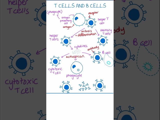 Primary Immune Response Explained | T Cells and B Cells (A-Level Biology)