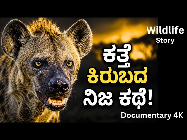 ಕತ್ತೆಕಿರುಬದ ನಿಜ ಕಥೆ! | ತಪ್ಪಾಗಿ ಅರ್ಥೈಸಿಕೊಂಡ ವನ್ಯಜೀವಿ | Hyena Kannada Documentary