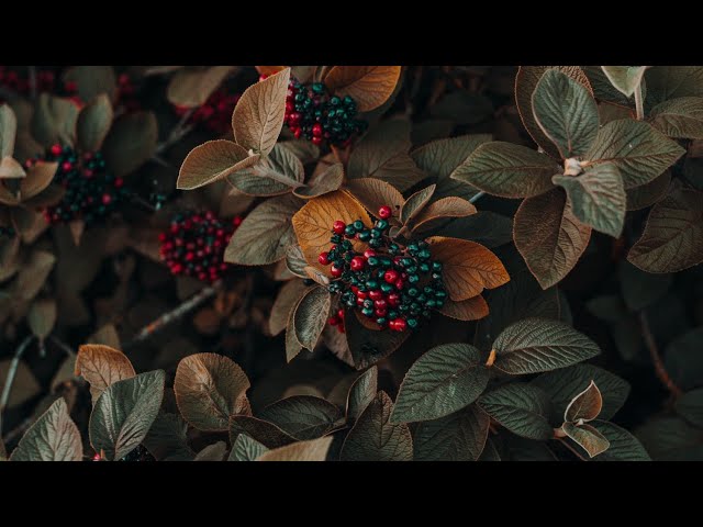 4K video | World 4K Videos HDR UltraHD  (120 FPS) | Sony Demo 4K video