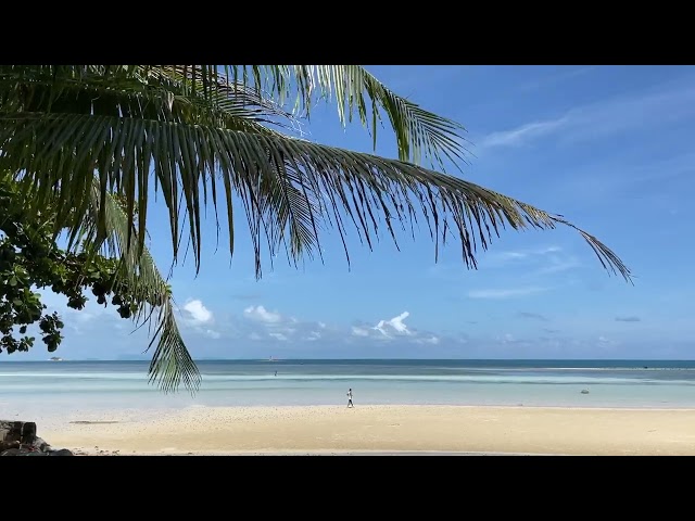 Person Walking On Tropical Beach Stock Footage | Paradise Beach Video | Royalty Free