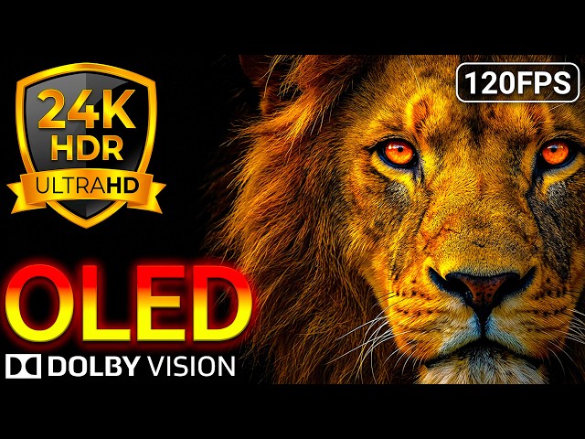 Wildlife Beauty 24K HDR 120FPS Dolby Vision OLED Test 8K/4K