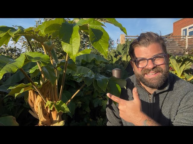 Transplanting Tetrapanax Papyrifer. Rice Paper Plant