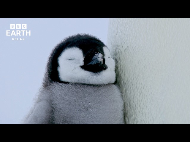 The Wonderful World Of Penguins | Relaxing Wildlife Stories | BBC Earth Relax
