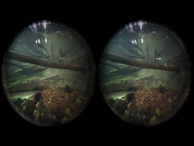 VR of turtle swimming up to camera - VR Nature Walk at the Zoo