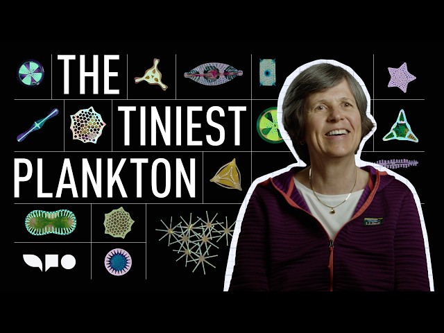 The Accidental Discovery of the Invisible Organism That Powers the Planet | Radiolab x SCL