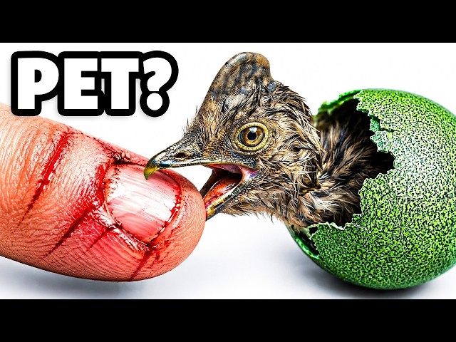 World’s Biggest vs Smallest Egg. Hatching Experiment