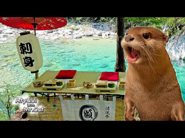 The Most Beautiful River Restaurant in Japan for Otters [Otter Life Day 936]