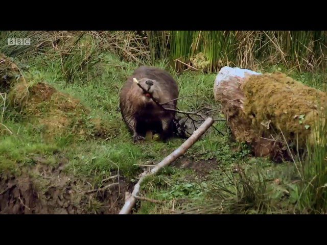 Beavers in Scotland
