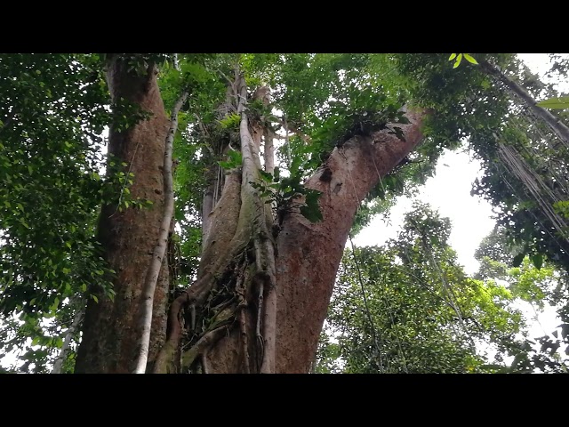 500 Jahre alter Baum auf Koh Kood