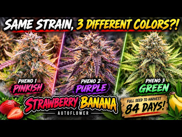 SAME STRAIN, 3 DIFFERENT COLORS?! 🍓🍌 Strawberry Banana Seed to Harvest