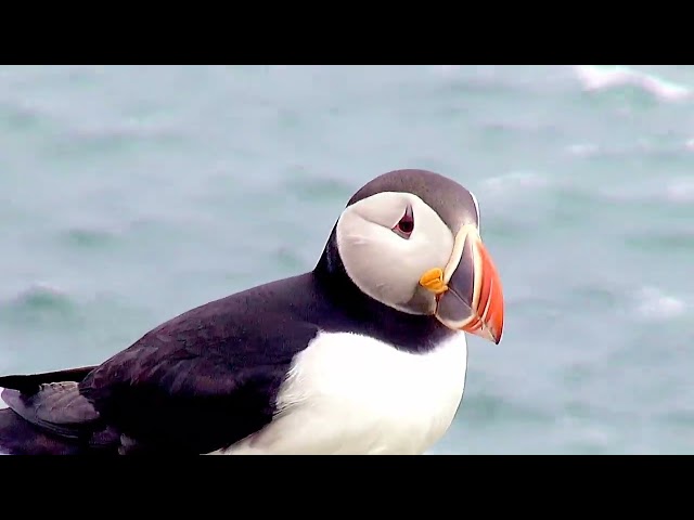 PUFFINS AT PUFFIN VEIWING SITE IN ELLISTON ON TRINITY BAY, NEWFOUNDLAND