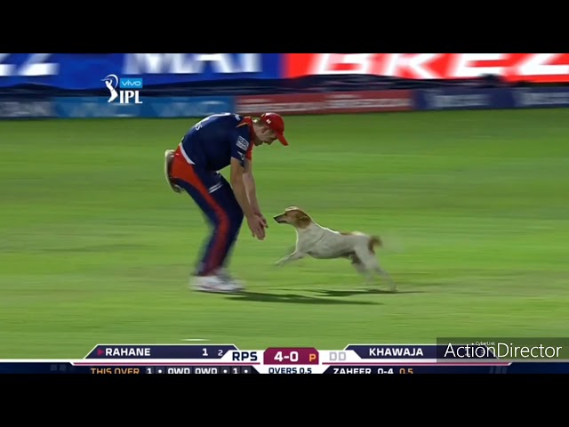 Dog makes cricketer run in the feild | IPL | Funny movements of cricket