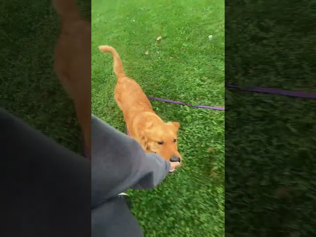 Corso and Golden pack walk! 