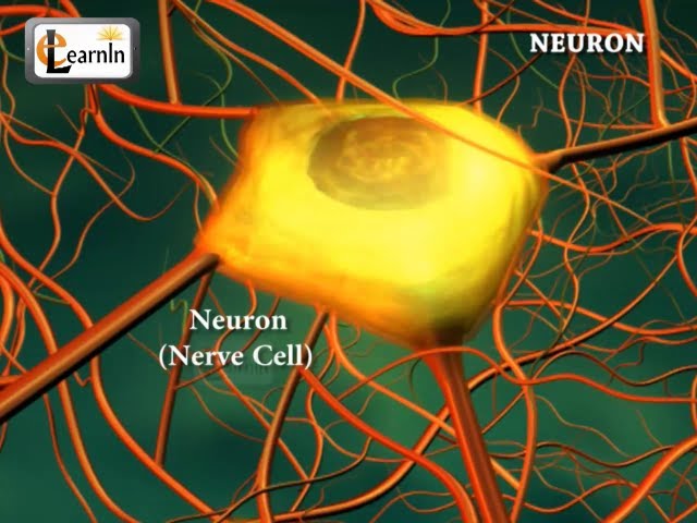 Neurons or nerve cells - Structure function and types of neurons | Human Anatomy | 3D Biology