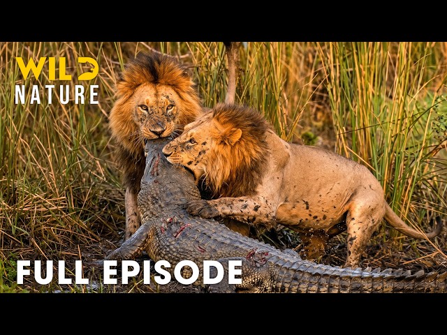 Greatest Fights of Africa's Most Dangerous Predators | FULL EPISODE | Wildlife Documentary