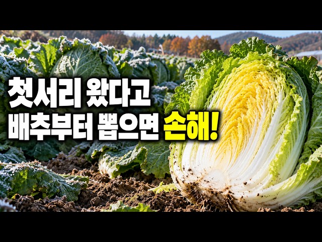 2026 Kimchi Cabbage Harvest Timing | Don't Rush After the First Frost! Harvesting and Storage Tips