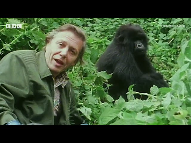 Attenborough Through the Decades: Life on Earth | BBC Select