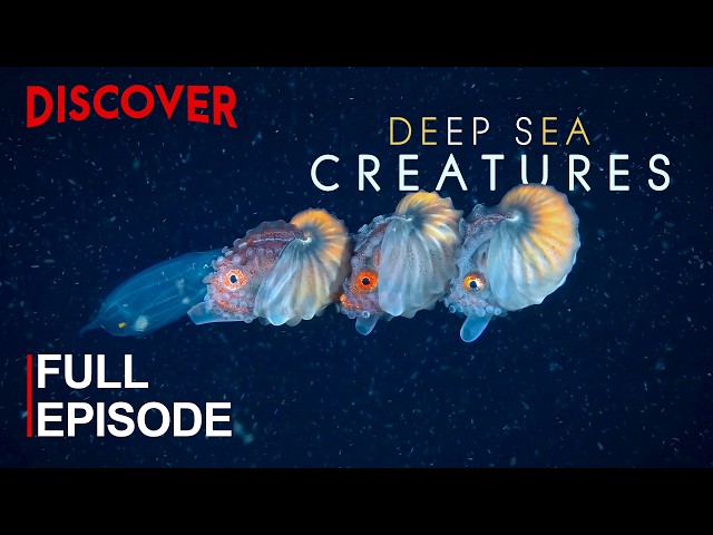 DEEP SEA CREATURES | The World Beyond The Searchlight | FULL DOCUMENTARY