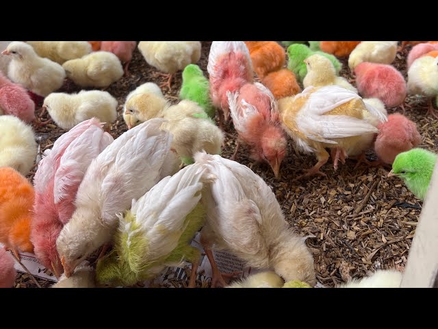 Mini Poultry Farm tips and tricks | Day 39.2 | Added 100 more chicks today,Keep your wish | MrTod