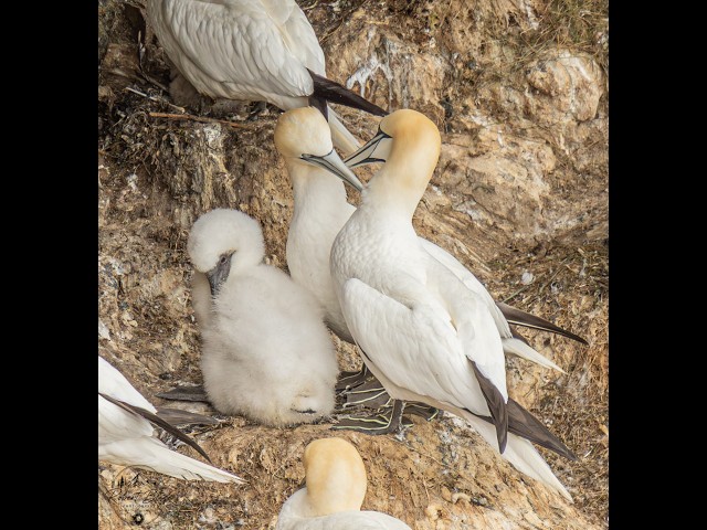 The Story of the Gannets