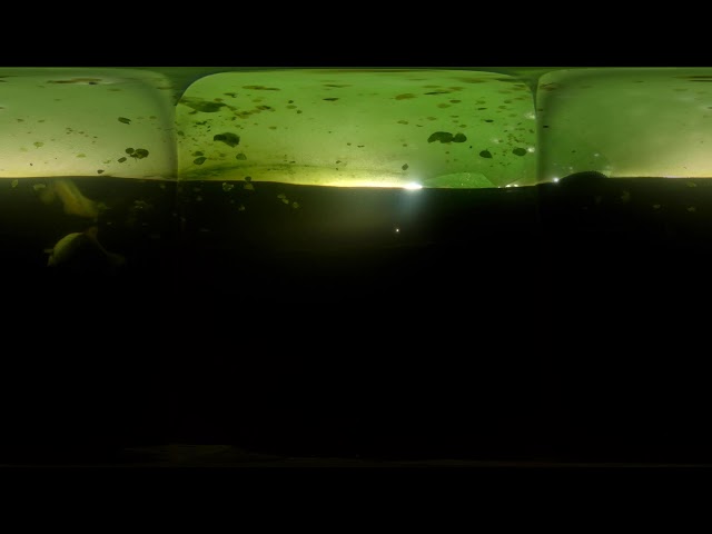 Koi Pond Underwater 360 with Kandao Qoocam Enterprise