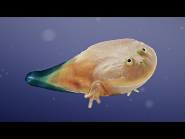 Evolution of Wednesday