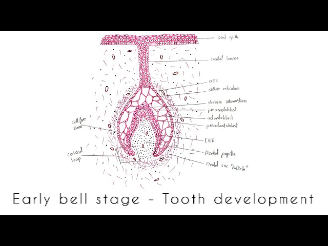Drawing of Early bell stage - tooth development