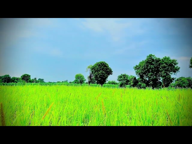 Free Village Nature Footage | Plants, Flowers & Fruits | Creative Commons Part - 4