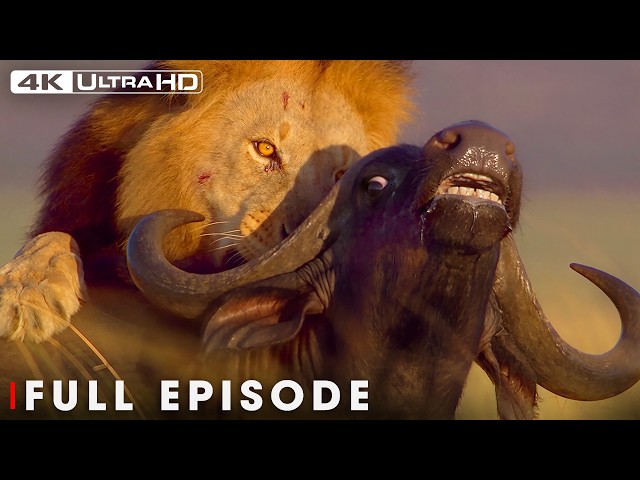 The Most Dangerous Lions in the Deadliest Battles | FULL EPISODE | Wildlife Documentary