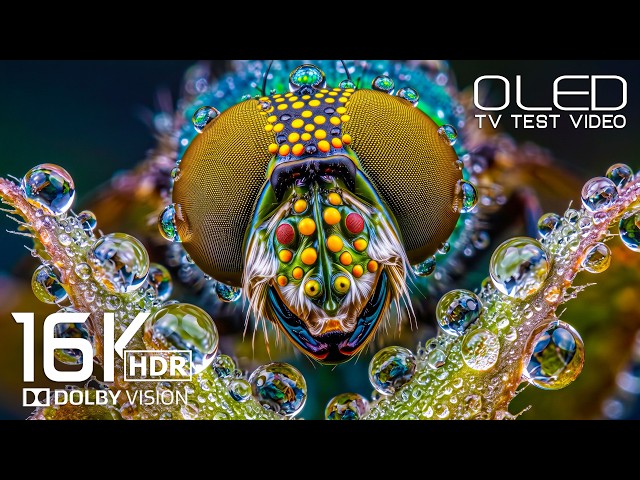 Most Unseen 16K HDR | OLED Display TEST | Dolby Vision 120FPS | 4K Video/8K ULTRA HD TV