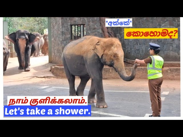 4k: Safari day in paradise | Sri Lanka wild elephants | sri lanka biggest elephant | animals 