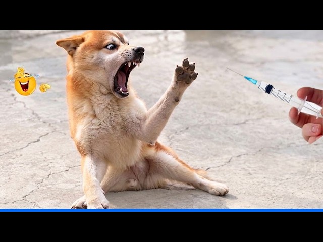 The Funniest Animal Videos That Will Make You Laugh 😹🐶