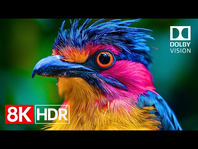 Perfect Colors 8K HDR 60fps Dolby Vision | QLED & OLED Display Benchmark