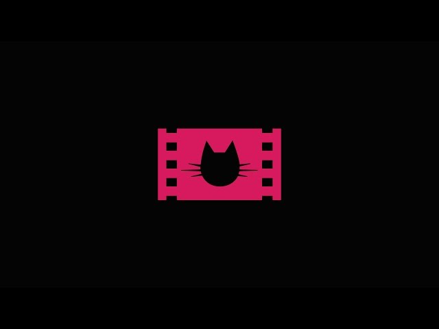 Why are meetings like herding cats sometimes? (360 Video)