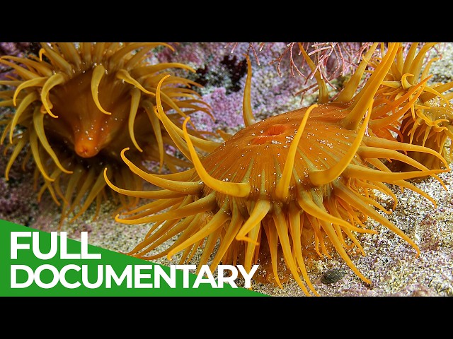Africa’s Wildest Coast: Life At The Sweeping Edge | Free Documentary Nature