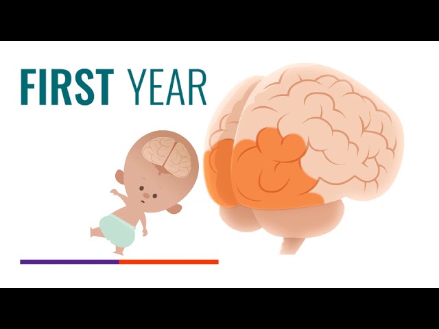 Early brain development