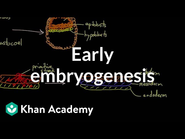 Early embryogenesis - Cleavage, blastulation, gastrulation, and neurulation | MCAT | Khan Academy