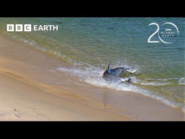 The Unique Trick Dolphins Use to Hunt | 20 Years of Planet Earth | BBC Earth